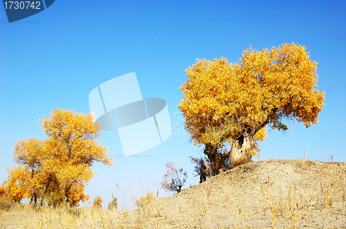 Image of Landscape of desert