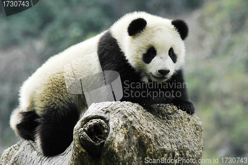 Image of Panda cub