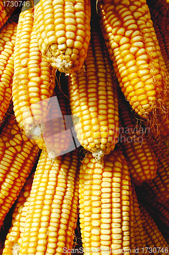 Image of Pile of corn cobs