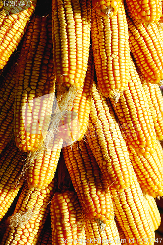 Image of Pile of corn cobs