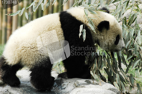 Image of Panda cub