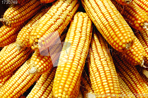 Image of Pile of corn cobs