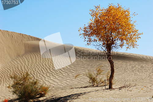 Image of Landscape of desert
