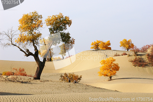 Image of Landscape of desert