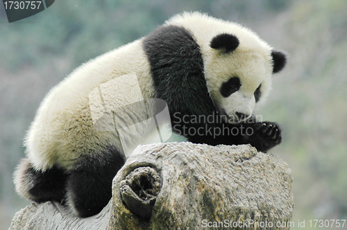 Image of Panda cub