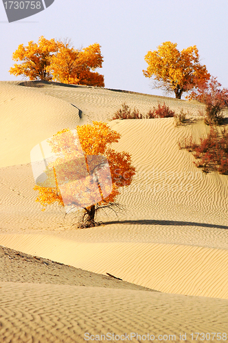 Image of Landscape of desert