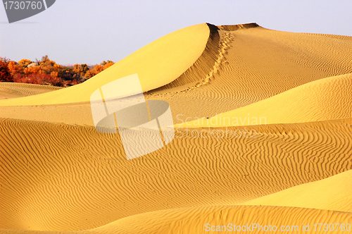 Image of Landscape of golden desert