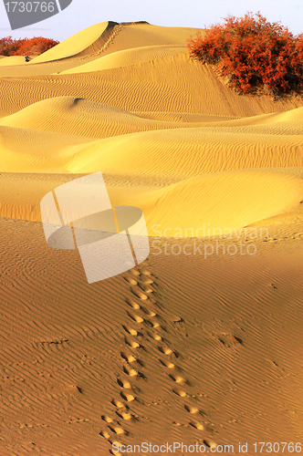 Image of Landscape of desert