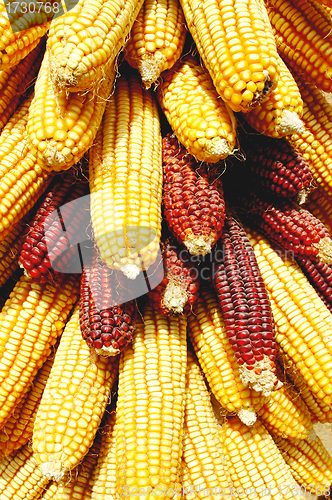 Image of Pile of corn cobs