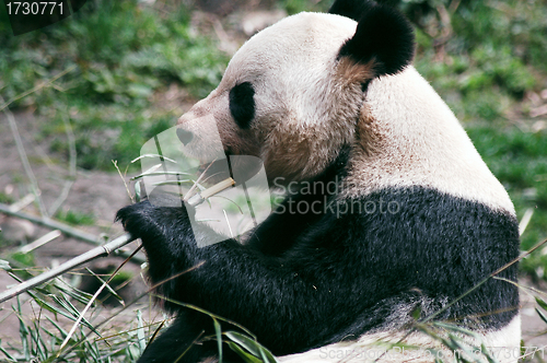 Image of Giant panda