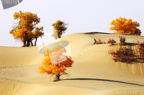 Image of Landscape of desert