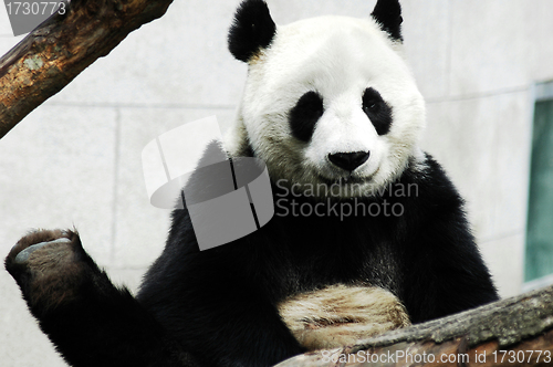 Image of Giant panda