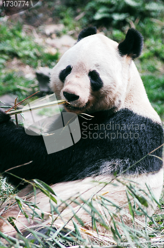 Image of Giant panda