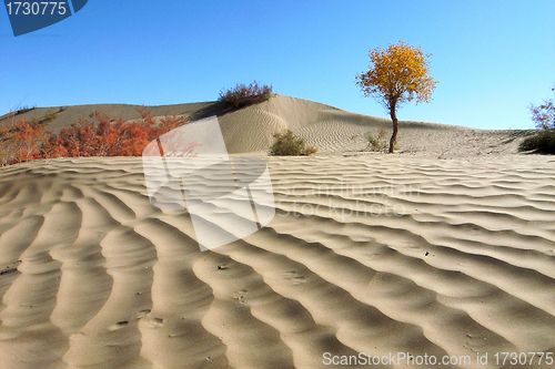 Image of Landscape of desert