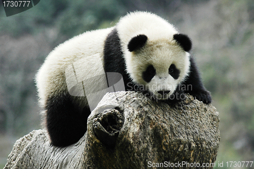 Image of Panda cub