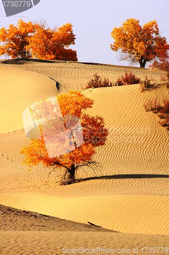 Image of Landscape of desert