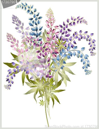 Image of Background from flower of the lupine . Bouquet from a lupine flower.