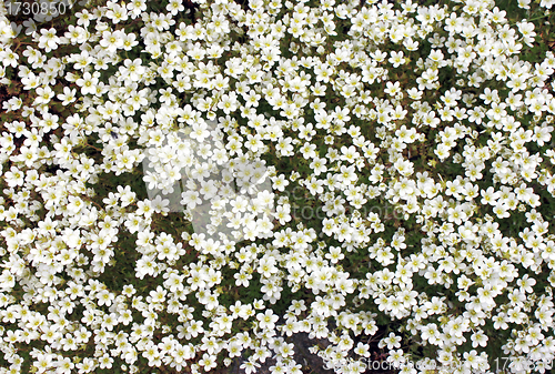 Image of Irish Saxifrage