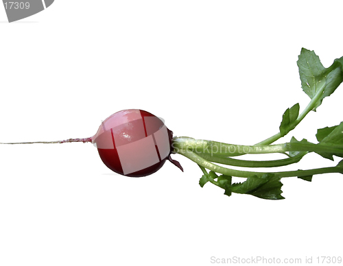 Image of Radish: red and green