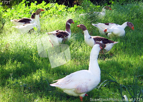 Image of Ducks on the run. Nicosia. Cyprus