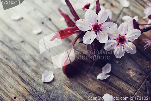 Image of 	Spring Blossom