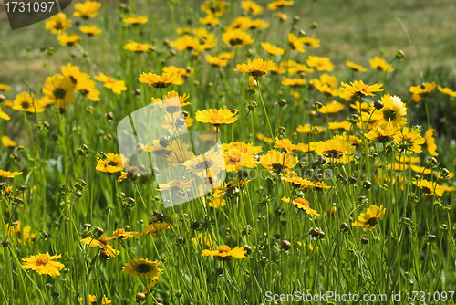 Image of yellow field flowers