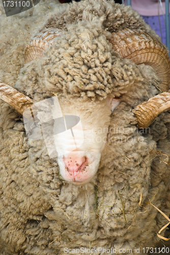 Image of Sheep