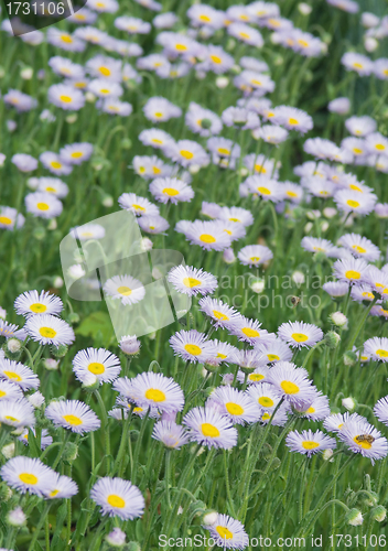 Image of chamomile