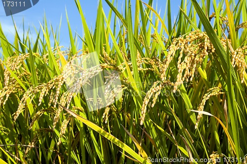 Image of Rice Field II