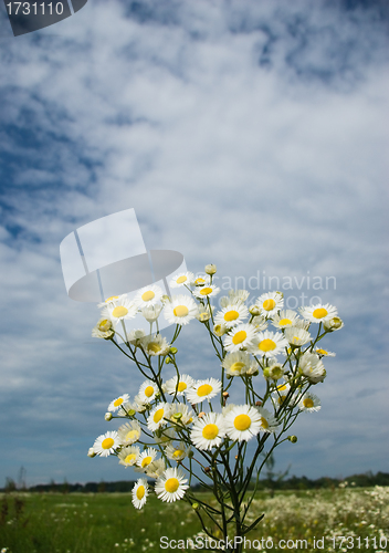 Image of chamomile 