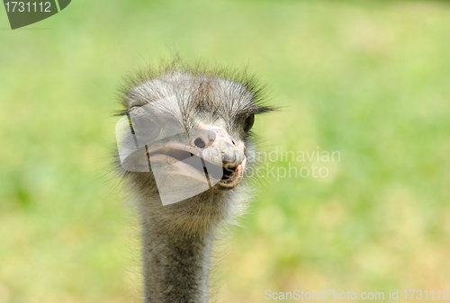 Image of ostrich 