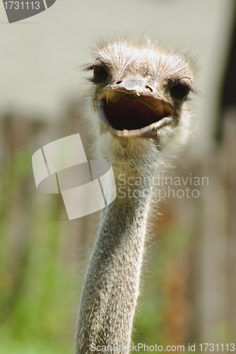Image of ostrich 