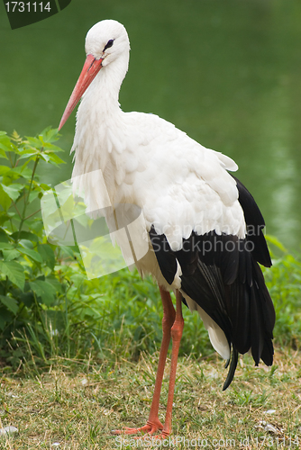 Image of Stork