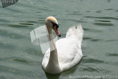 Image of swan