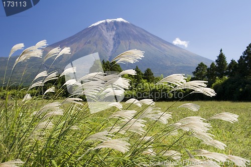 Image of Plume grass