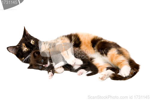 Image of Cat with a kitten