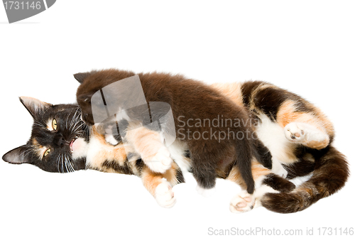 Image of Cat with a kitten