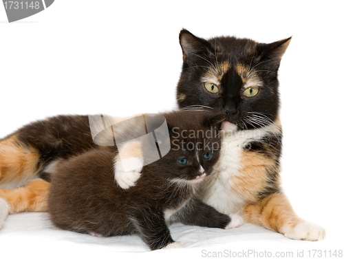 Image of Cat with a kitten