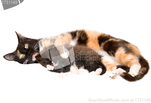 Image of Cat with a kitten