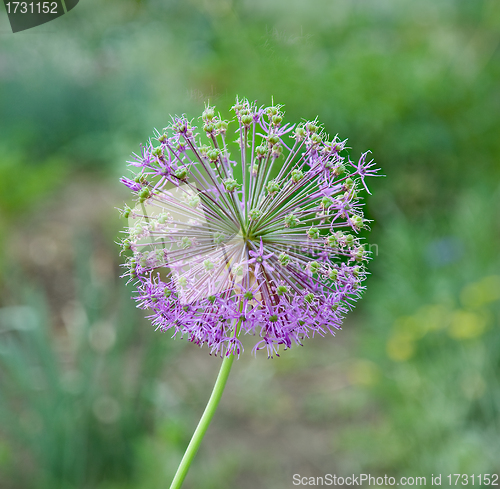 Image of Flower