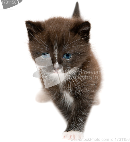Image of Kitten
