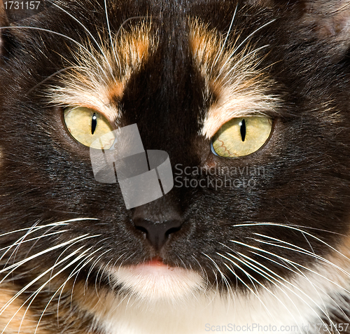 Image of The cat's eyes