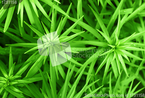 Image of green plant background