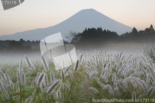 Image of Foxtail Grass II