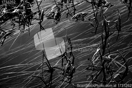 Image of Water and reed