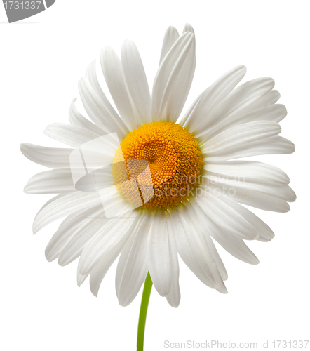 Image of Chamomile isolated on white background