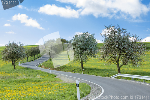 Image of road with alley of cherry trees in bloom