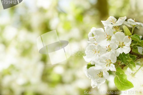 Image of Blossoming flower in spring with very shallow focus