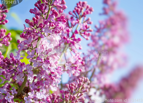 Image of spring lilac flowers 