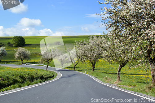 Image of road with alley of cherry trees in bloom